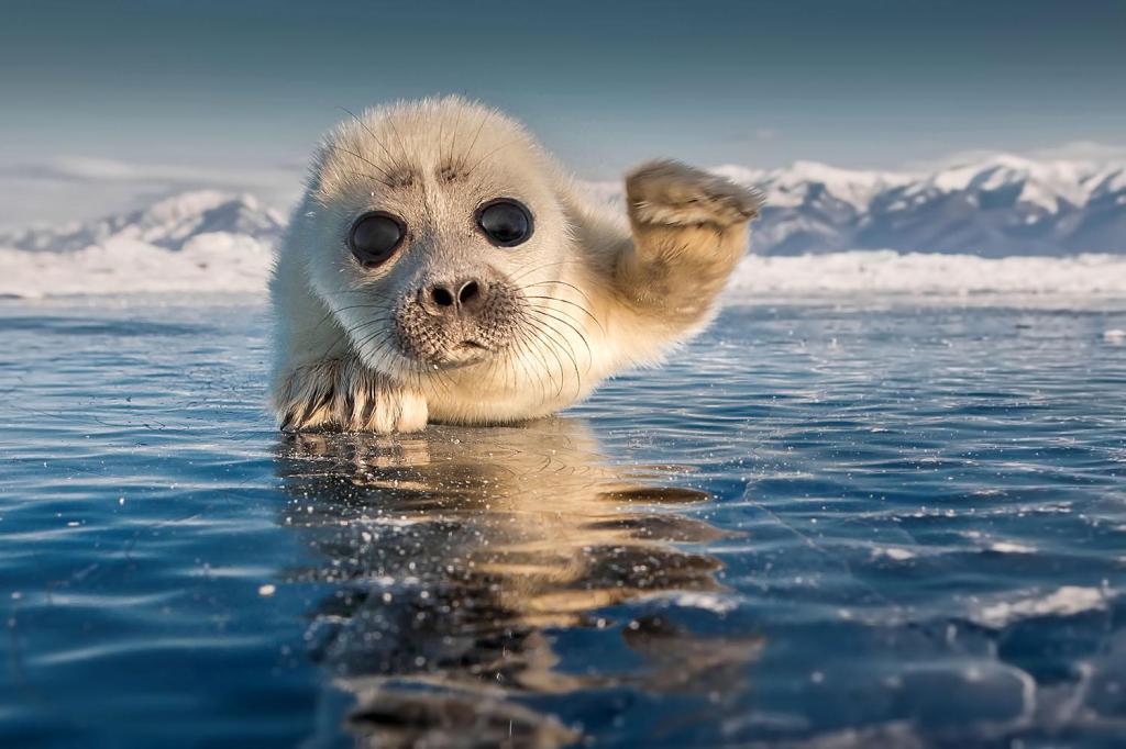 A cute fluffy Lake Baikal seal waving toward the camera.